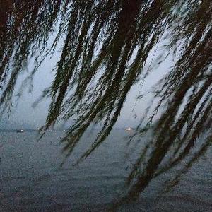 湖边一颗柳 头像