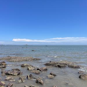 土星奶牛 头像