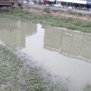 自由枫叶Anz 头像