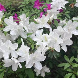 清闲的小猫 头像