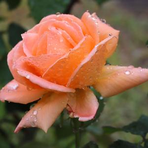 香芋的莲花紫 头像