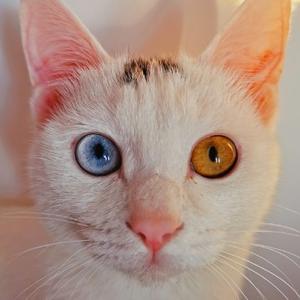 头条问答- 猫摔伤眼睛上眼皮充血，眼睛肿了闭不上，怎么办？(8个回答)