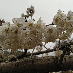 固守本心