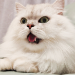 萌猫骆森森