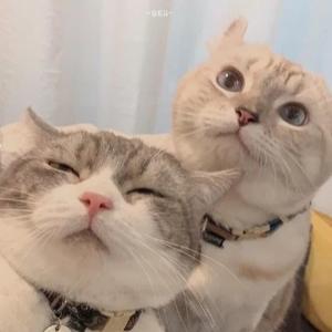 好奇心太重的傻猫 头像