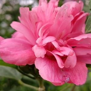 蕾蕾奶奶