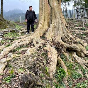 杨大山……山野风盆景头像