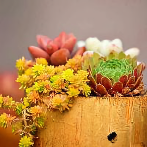 多肉植物图谱 头像