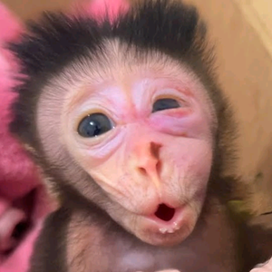 文武猴彩蛋 头像