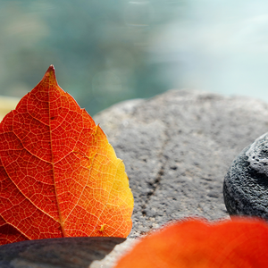 视野费伊1R8 头像