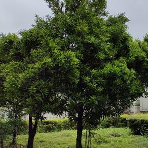 有空再回来 头像