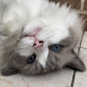 莫一奥猫 头像