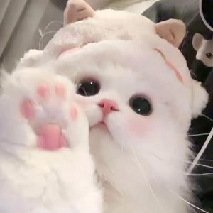 可爱萌宠视频 头像