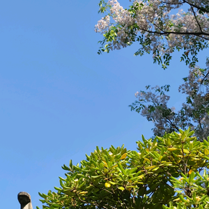 萌宠治愈心 头像