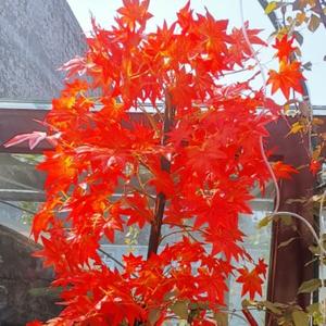 淡泊的枫叶l6 头像