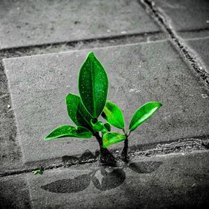 星期八不打烊 头像