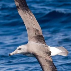 高考向导肖老师 头像