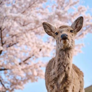 蜘蛛明头像