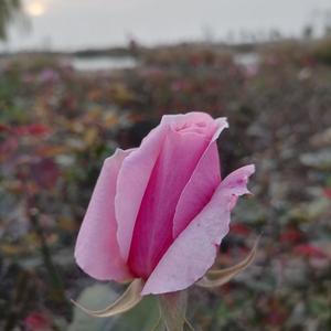 生活胡拉汤 头像