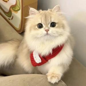 猫meme日常 头像