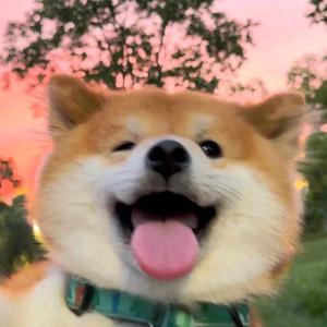 ccieluo 头像