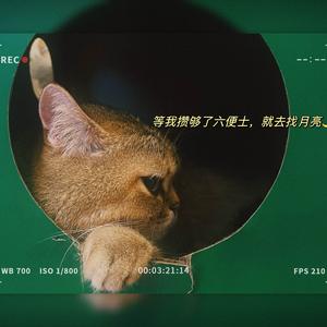 何所言的猫头像