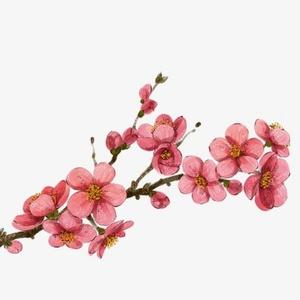 小桃之夭夭 头像