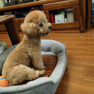 团团是个小短腿 头像