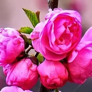 风华正茂09 头像