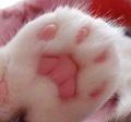 猫爪a 头像