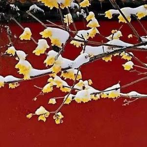 黄梅雨竹轩主 头像