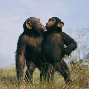 两猴聊娱乐 头像