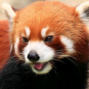 分秒必争葡萄 头像