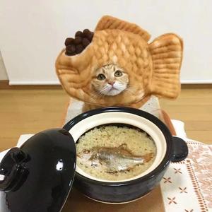 橘猫烧鲷鱼丶头像