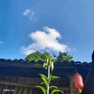 带刺的野百合 头像