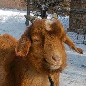 西域兽王5f6L 头像