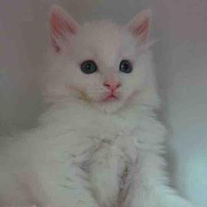 小饶同学的喵 头像