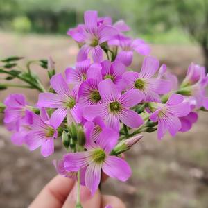 珍子说事有1说2 头像