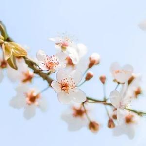 我本懒慢疏狂的山水郎 头像