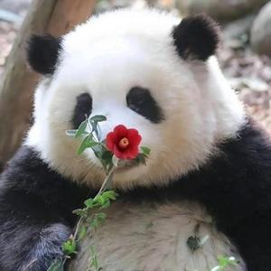 乘风破浪的熊猫 头像