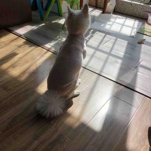 大狮教你玩 头像