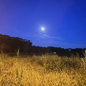 悟道不了情 头像