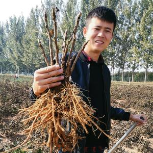 牡丹花农汇美家 头像