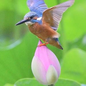 燕赵笔耕