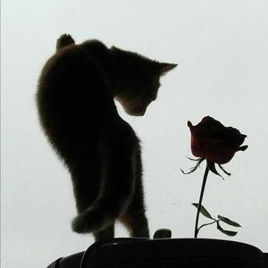 —海上月是天上月 头像