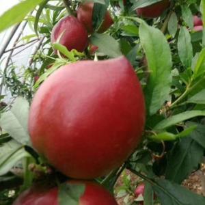 爱在阳光里 头像