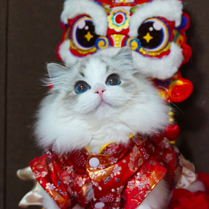 米拉布偶猫舍 头像