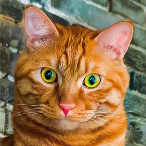 喵星纪·鉴图官 头像