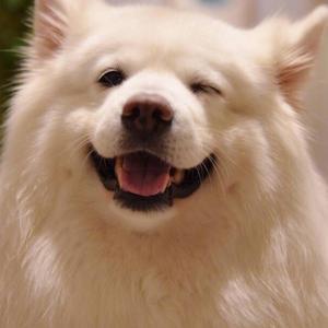 一丝不苟花猫dx 头像