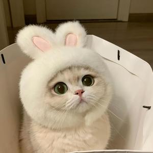 小猫想吃猫条 头像